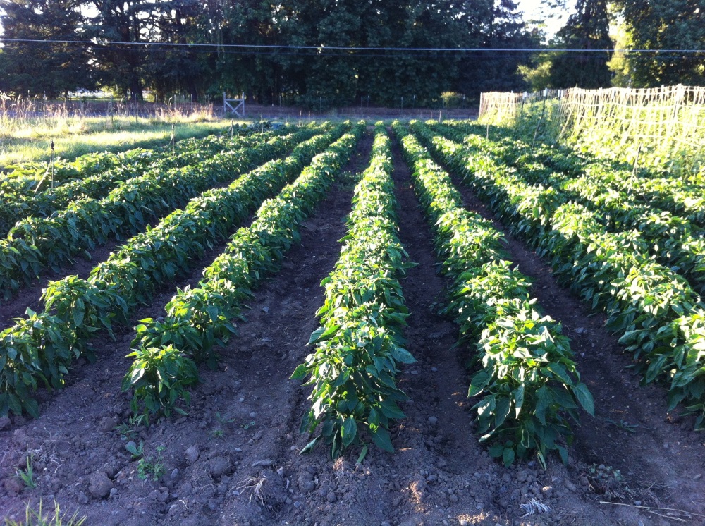 Our Sweet Peppers which we grow for Seed Savers Exchange... off to a great start! 