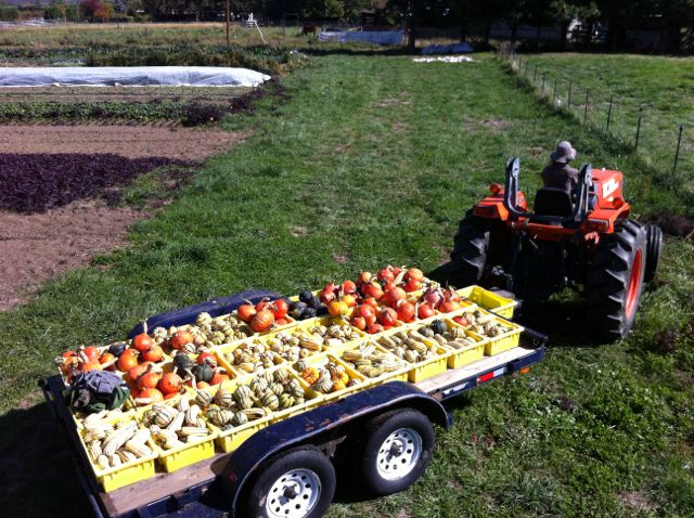 Kelly bringing in some of the winter squash harvest