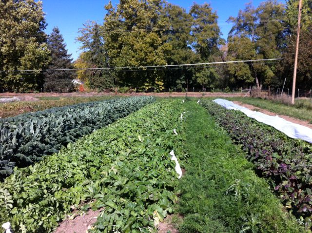 Winter patch #2: (L-R) Cabbage, broccoli, escarole, diakon, turnip, carrot and beet!